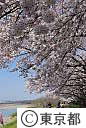 多摩川堤防桜並木