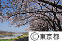 多摩川堤防桜並木
