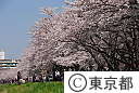 多摩川堤防桜並木