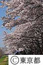 多摩川堤防桜並木