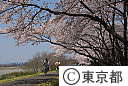 多摩川堤防桜並木