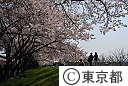 多摩川堤防桜並木
