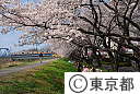 多摩川堤防桜並木