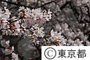 多摩川堤防桜並木の桜の花