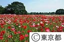 昭和記念公園のポピー
