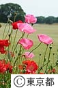 昭和記念公園のポピー