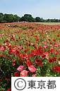 昭和記念公園のポピー