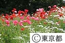 昭和記念公園のポピー
