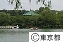 不忍池とボート