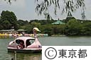 不忍池とボート