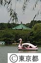 不忍池とボート
