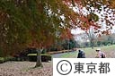 桜ヶ丘公園の秋