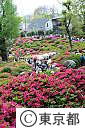 根津神社のつつじ