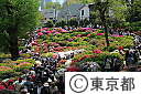 根津神社のつつじ