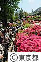 根津神社のつつじ