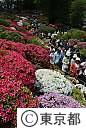 根津神社のつつじ