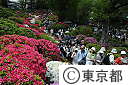根津神社のつつじ