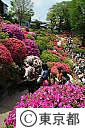 根津神社のつつじ