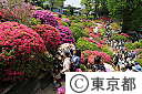 根津神社のつつじ