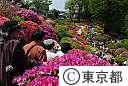 根津神社のつつじ