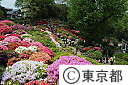 根津神社のつつじ