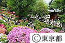 根津神社のつつじ