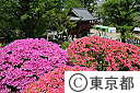 根津神社のつつじ
