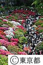 根津神社のつつじ