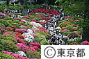 根津神社のつつじ