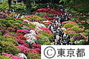 根津神社のつつじ