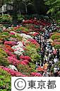 根津神社のつつじ