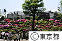 根津神社のつつじ
