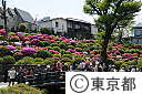 根津神社のつつじ