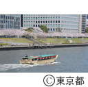 隅田川沿いの桜