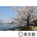 隅田川沿いの桜
