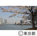 隅田川沿いの桜