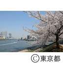 隅田川沿いの桜