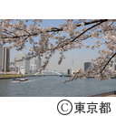 隅田川沿いの桜
