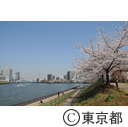 隅田川沿いの桜