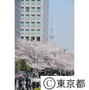 隅田川沿いの桜