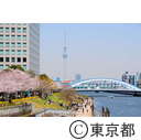 隅田川沿いの桜