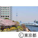 隅田川沿いの桜