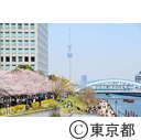 隅田川沿いの桜