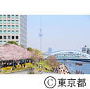 隅田川沿いの桜