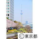 隅田川沿いの桜