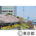 隅田川沿いの桜