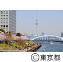 隅田川沿いの桜