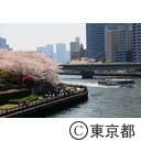 隅田川沿いの桜