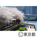 隅田川沿いの桜