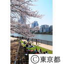 隅田川沿いの桜